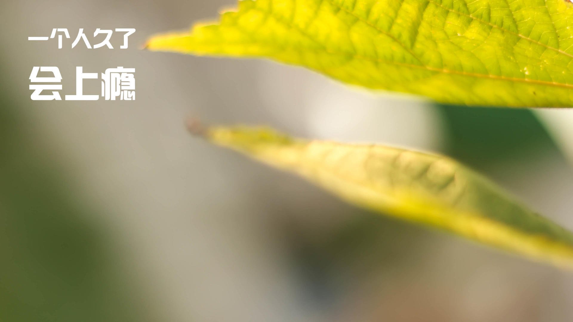 字母哥关键节点连续得分,广厦队冲垮新疆队—双线战场上的关键先生启示录